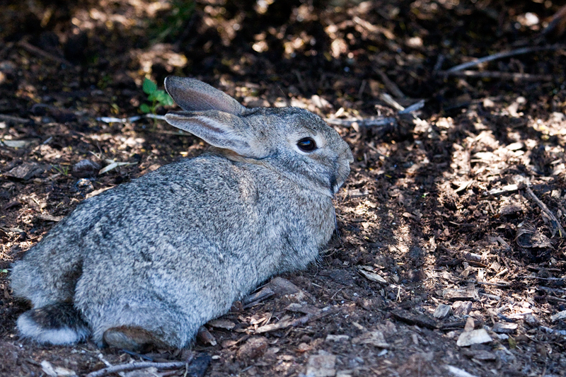 Scrub Hare, Kirstenbosch National Botanical Garden, South Africa