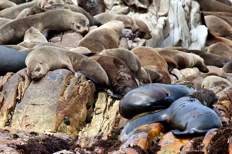 Cape Fur Seals, Kleinbaai, South Africa