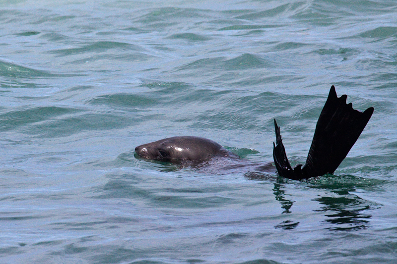 Cape Fur Seals, Kleinbaai, South Africa