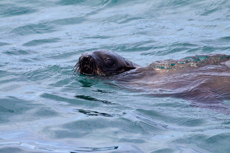 Cape Fur Seals, Kleinbaai, South Africa