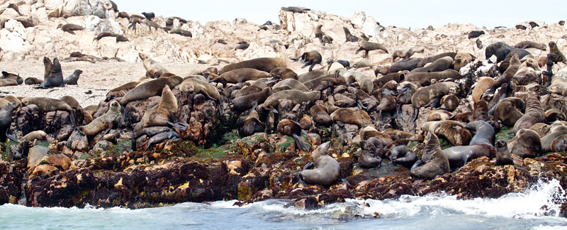 Cape Fur Seals, Kleinbaai, South Africa