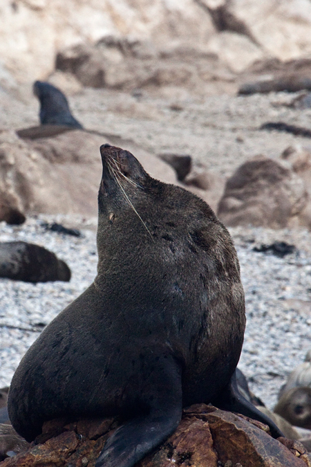 Cape Fur Seals, Kleinbaai, South Africa