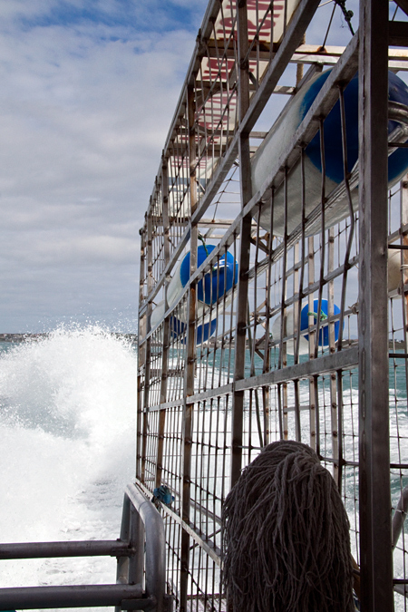 The Shark Dive Cage on Board, Shark Cage Diving in Kleinbaai, South Africa