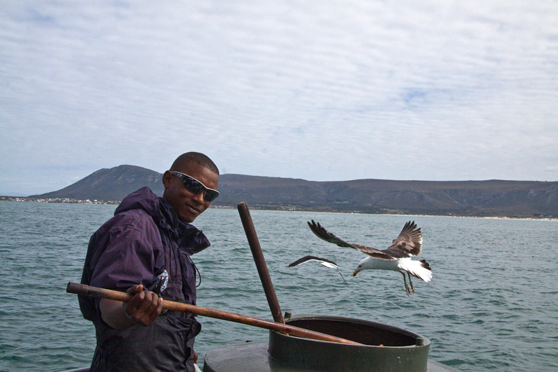 Getting ready to chum for sharks, Shark Cage Diving in Kleinbaai, South Africa