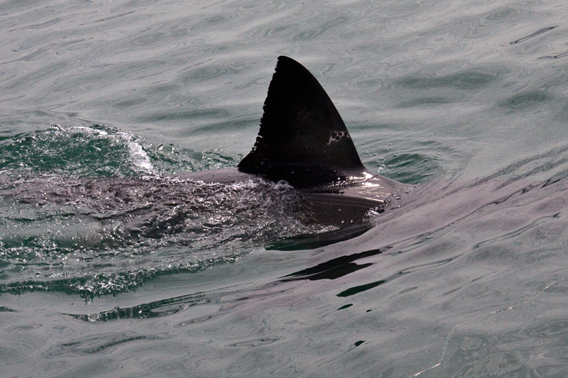 Great White Shark, Shark Cage Diving in Kleinbaai, South Africa