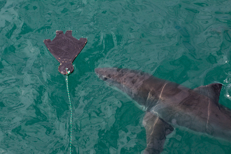 Great White Shark, Shark Cage Diving in Kleinbaai, South Africa