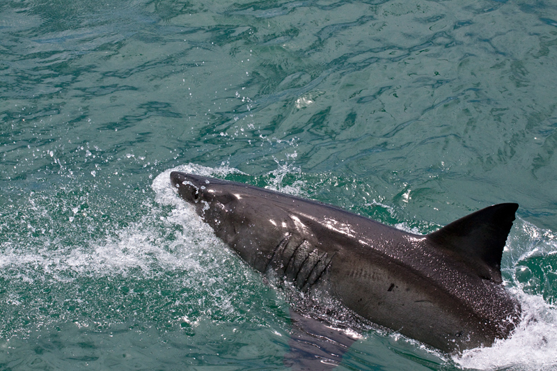 Great White Shark, Shark Cage Diving in Kleinbaai, South Africa