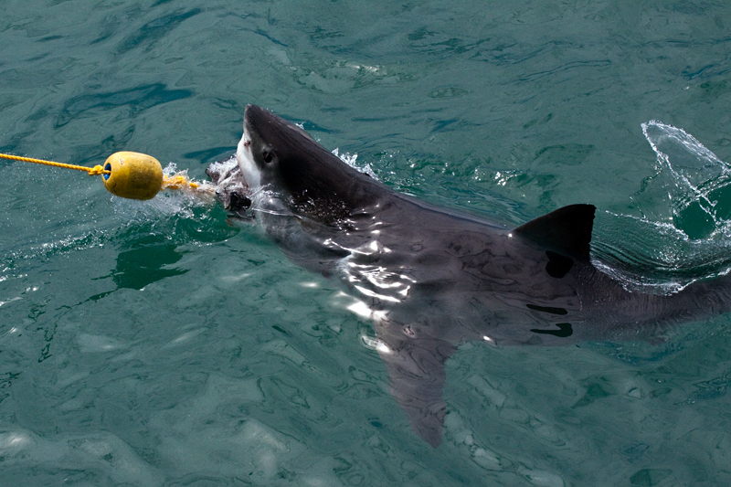 Great White Shark, Shark Cage Diving in Kleinbaai, South Africa