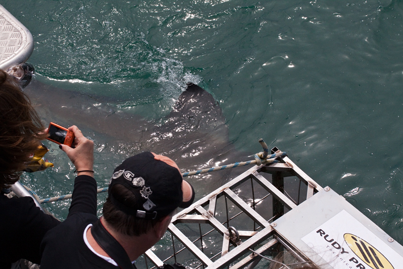 Great White Shark, Shark Cage Diving in Kleinbaai, South Africa