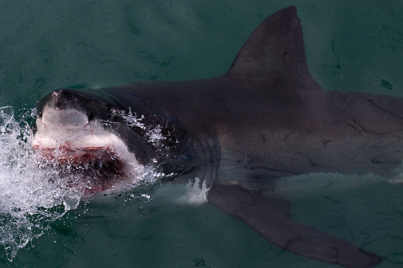 Great White Shark, Shark Cage Diving in Kleinbaai, South Africa