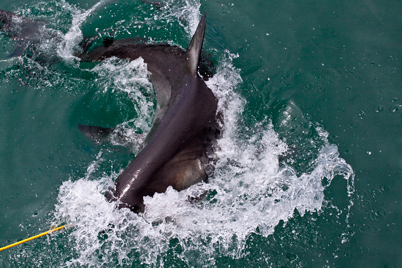 Great White Shark, Shark Cage Diving in Kleinbaai, South Africa