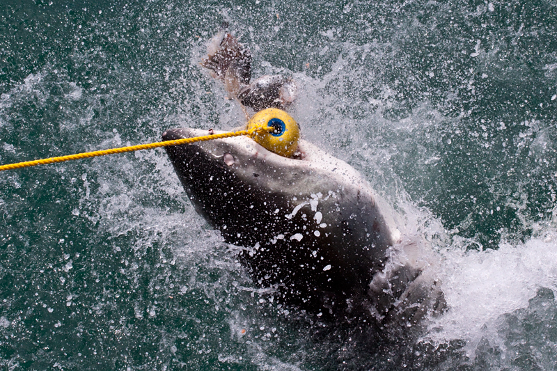 Great White Shark, Shark Cage Diving in Kleinbaai, South Africa