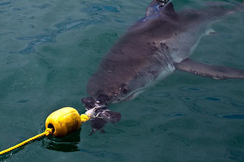 Great White Shark, Shark Cage Diving in Kleinbaai, South Africa