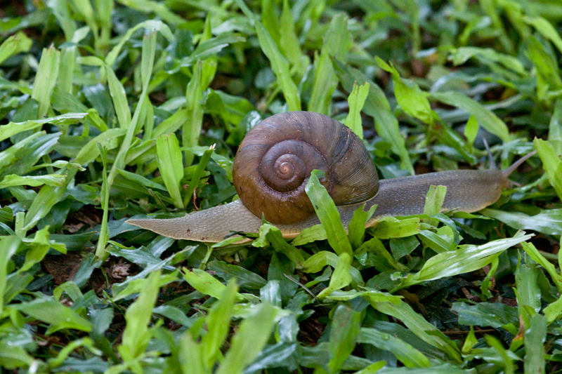 Snail, Umhlanga, South Africa