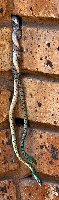 Snakes, Phakama Game Lodge, South Africa