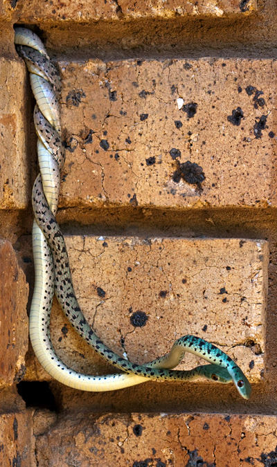 Snakes, Phakama Game Lodge, South Africa