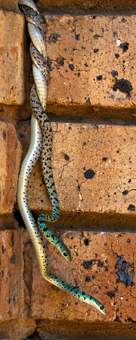 Snakes, Phakama Game Lodge, South Africa