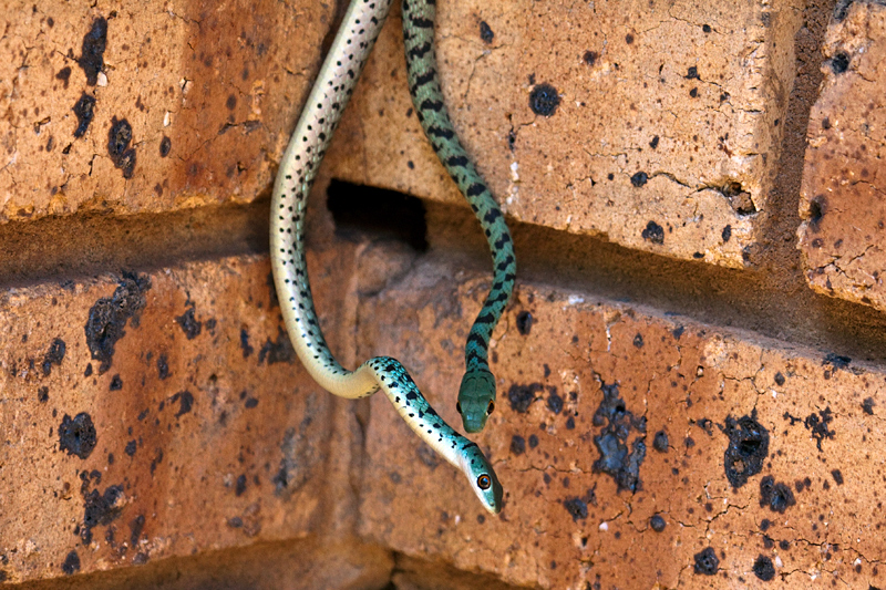 Snakes, Phakama Game Lodge, South Africa