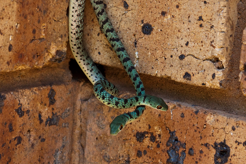 Snakes, Phakama Game Lodge, South Africa