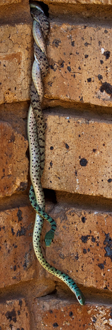 Snakes, Phakama Game Lodge, South Africa