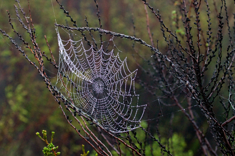 Spider Web, Silvermine Nature Reserve, Table Mountain National Park, South Africa