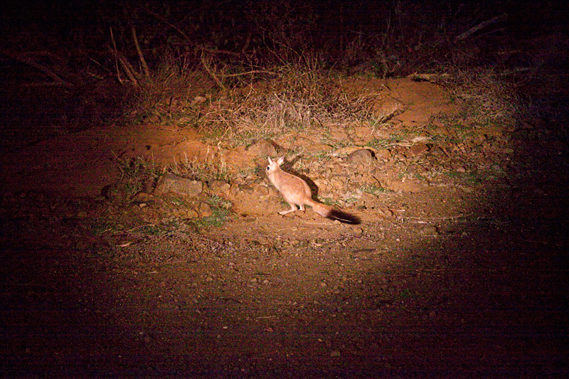 South African Springhare, Night Drive out of Olifant's Rest Camp, Kruger National Park, South Africa