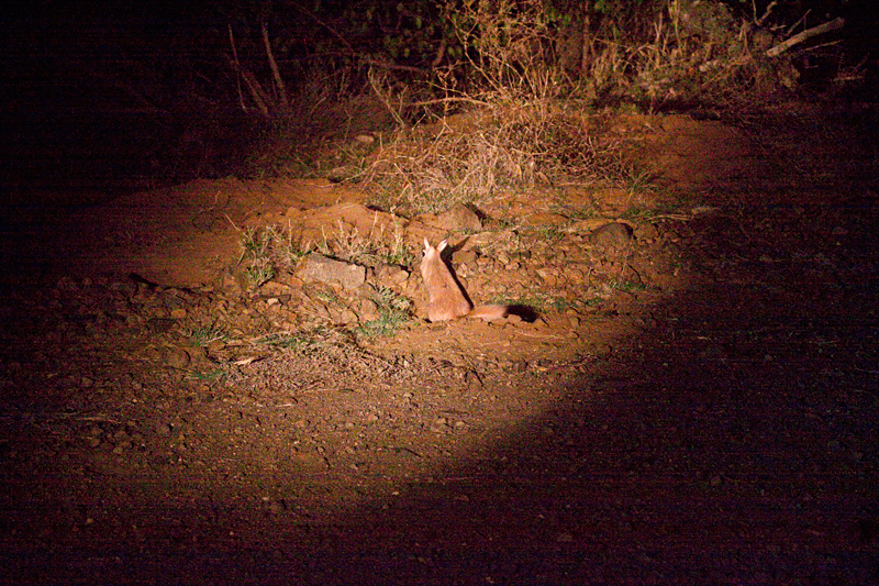 South African Springhare, Night Drive out of Olifant's Rest Camp, Kruger National Park, South Africa