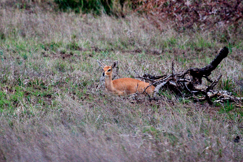 Female Steenbok, En Route Olifant's to Satara Rest Camp, Kruger National Park, South Africa