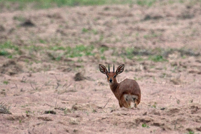 Male Steenbok, Velddrif, South Africa