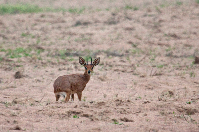 Male Steenbok, Velddrif, South Africa