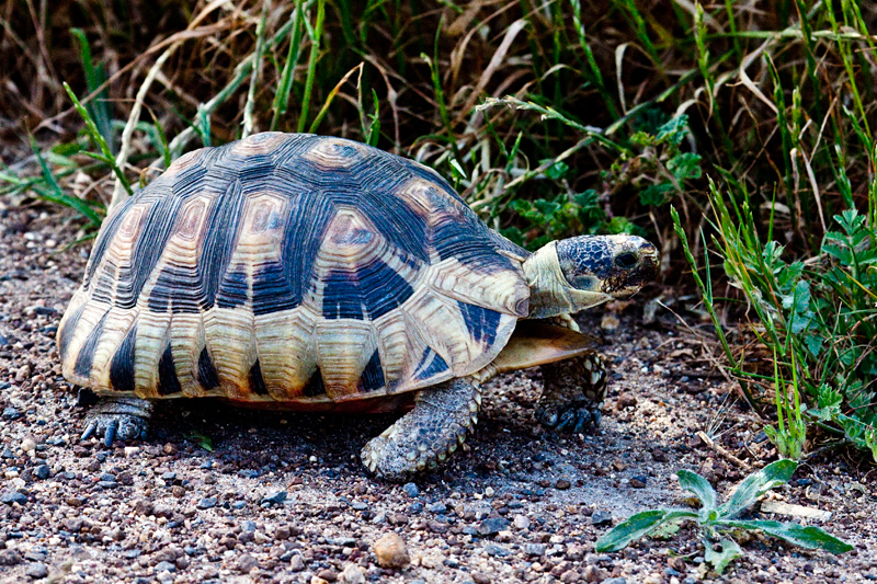 Angulate Tortoise, West Cape, South Africa