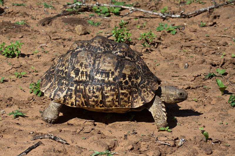 Leopard Tortoise, Mkuze Game Reserve, iSimangaliso Wetland Park, KwaZulu-Natal, South Africa