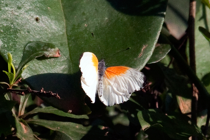 Twin-Dotted Border, Umhlanga, South Africa