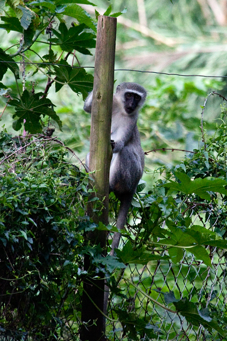 Vervet Monkey, Umhlanga Waste Water Treatment Works, South Africa