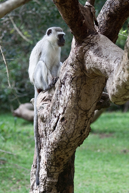 Vervet Monkey, Cape Vidal, iSimangaliso Wetland Park, KwaZulu-Natal, South Africa