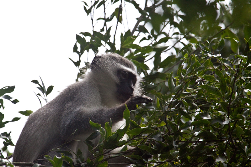 Vervet Monkey, Cape Vidal, iSimangaliso Wetland Park, KwaZulu-Natal, South Africa