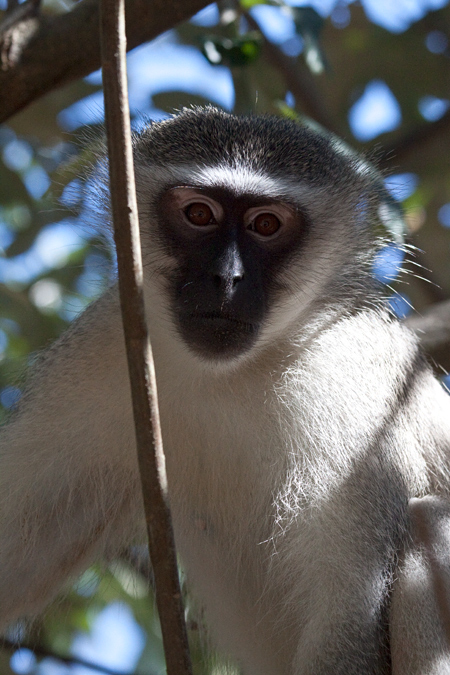 Vervet Monkey, Cape Vidal, iSimangaliso Wetland Park, KwaZulu-Natal, South Africa