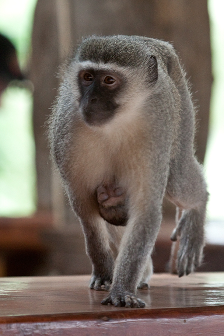 Vervet Monkey With Baby, Tshokwane Picnic Site, Kruger National Park, South Africa