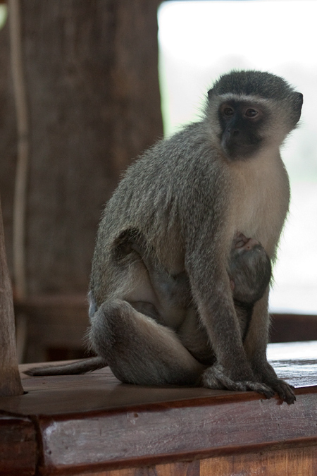 Vervet Monkey With Baby, Tshokwane Picnic Site, Kruger National Park, South Africa