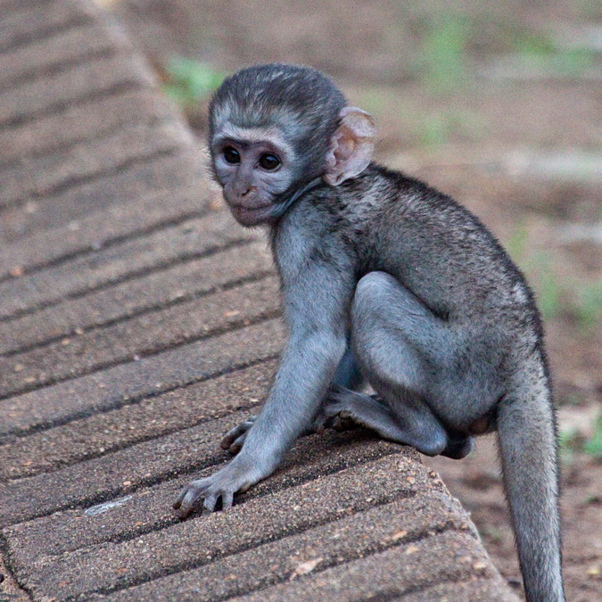 Vervet Monkey, Letaba Rest Camp, Kruger National Park, South Africa