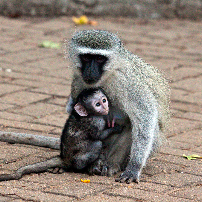 Vervet Monkey, Letaba Rest Camp, Kruger National Park, South Africa