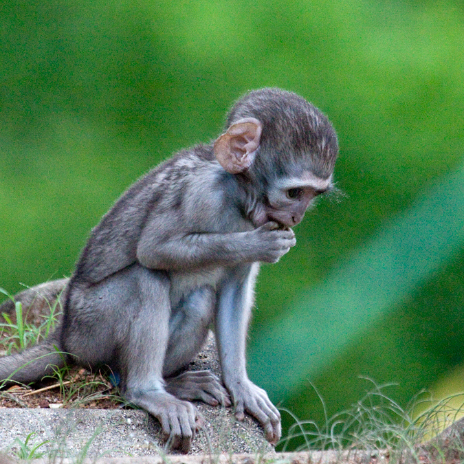 Vervet Monkey, Letaba Rest Camp, Kruger National Park, South Africa