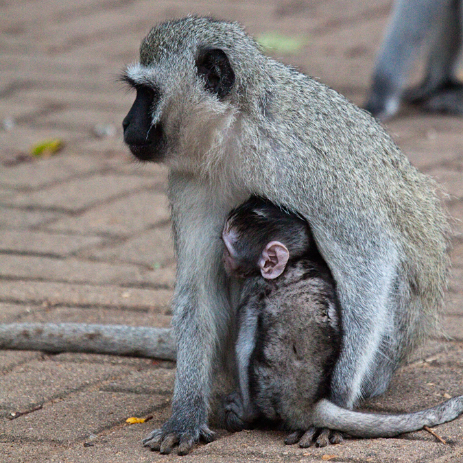 Vervet Monkey, Letaba Rest Camp, Kruger National Park, South Africa