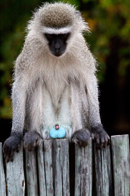 Vervet Monkey, Letaba Rest Camp, Kruger National Park, South Africa