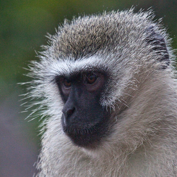 Vervet Monkey, Letaba Rest Camp, Kruger National Park, South Africa