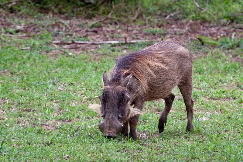 Warthog, Cape Vidal, iSimangaliso Wetland Park, KwaZulu-Natal, South Africa