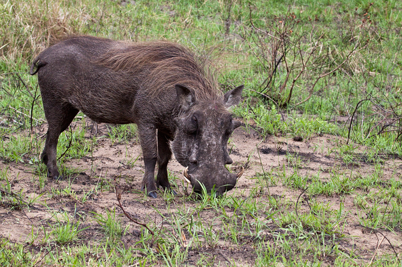 Warthog, Cape Vidal, iSimangaliso Wetland Park, KwaZulu-Natal, South Africa