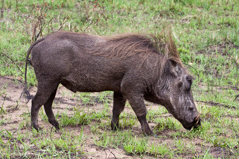 Warthog, Cape Vidal, iSimangaliso Wetland Park, KwaZulu-Natal, South Africa