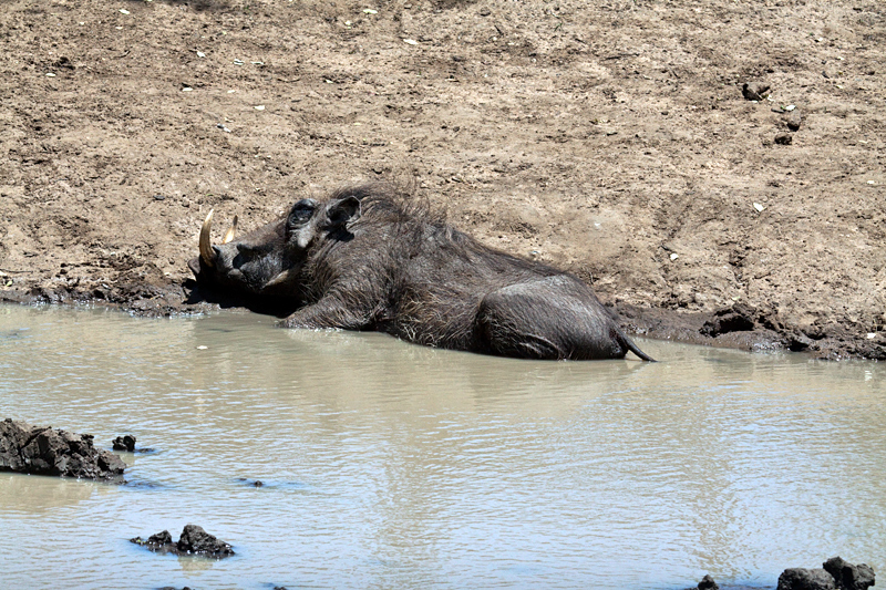 Warthog, Kumasinga Waterhole, Mkuze Game Reserve, iSimangaliso Wetland Park, KwaZulu-Natal, South Africa