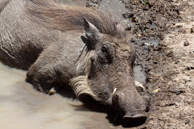 Warthog, Kumasinga Waterhole, Mkuze Game Reserve, iSimangaliso Wetland Park, KwaZulu-Natal, South Africa